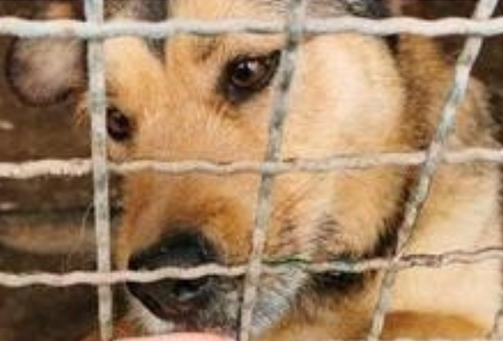 Snacken hilft Hunden in Not